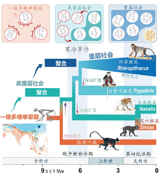 寒冷事件促進亞洲葉猴社會聚合