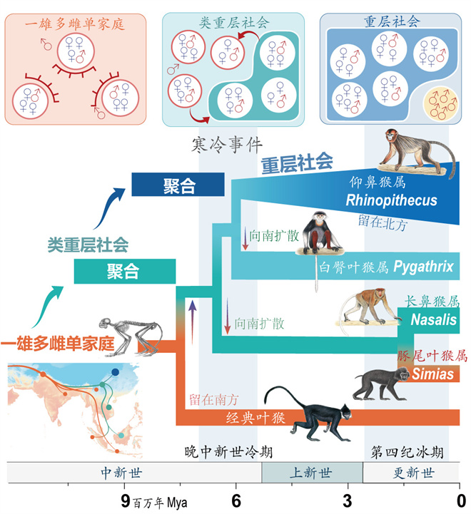 Science封面文章:西北大學金絲猴研究團隊首次系統揭示靈長類社會演化之謎_fororder_寒冷事件促進亞洲葉猴社會聚合(供圖 齊曉光 趙蘭 武進偉)